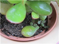 e33da35f-Crassula ovata (2).JPG